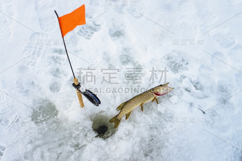 雪冬捕鱼，用吊钩钓到梭子鱼