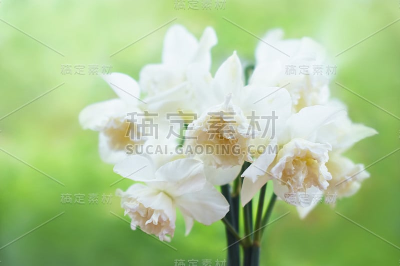 春天的花园里盛开着白色的水仙花，春天盛开的水仙花(jonquil)花朵