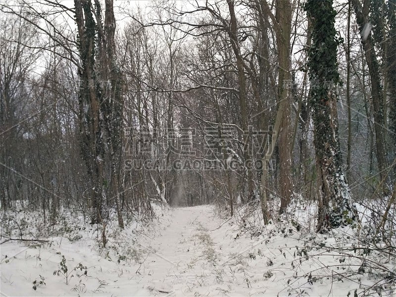 冬天的雪域森林