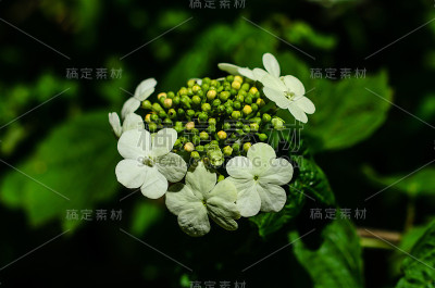荚蒾在花园里开花