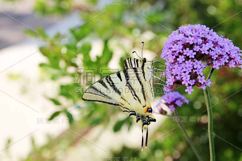 帆船猎鹰