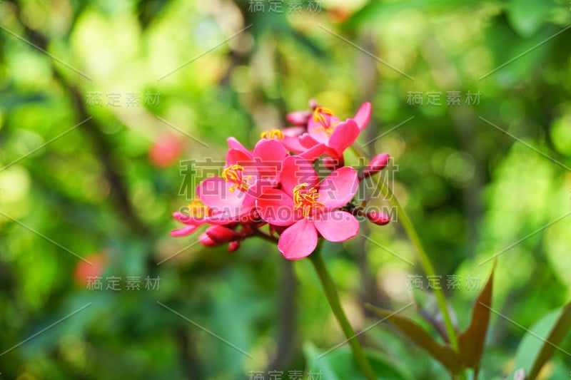 粉红色麻风树花