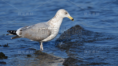在长岛海峡岸边觅食的银鸥