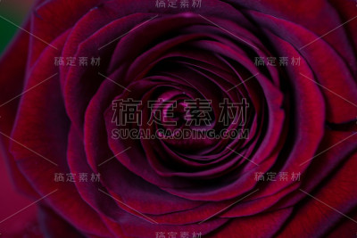 红玫瑰，微距，背景