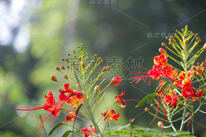 古尔莫哈尔花