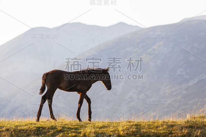 美丽的野马在遥远的山区在夏天