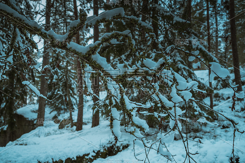 冬季斯堪的纳维亚森林降雪后的一个晴朗的日子