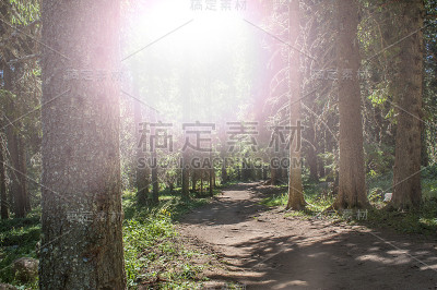 森林的黄昏