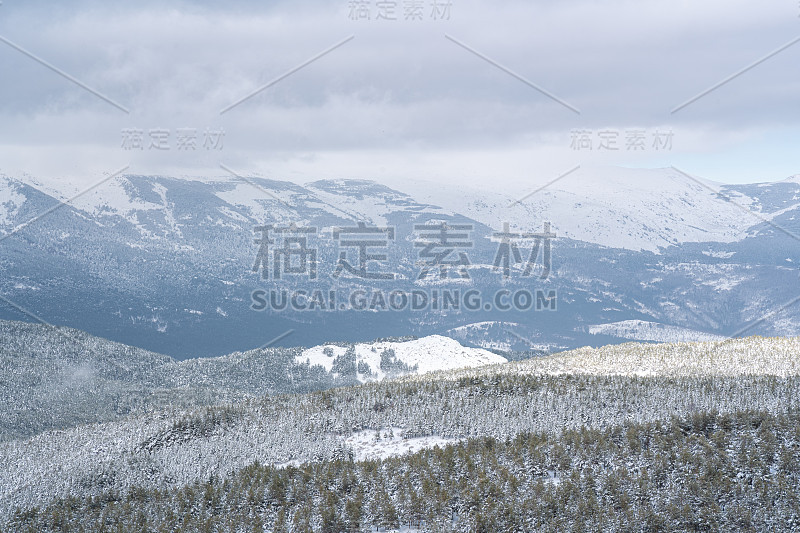 白雪皑皑的松林，背景是雪山