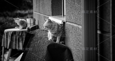 废弃的街猫