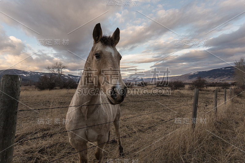 Tan horse at attention in牧场with mountain range