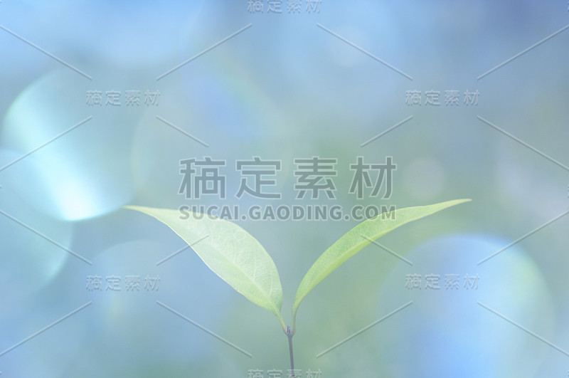 双叶