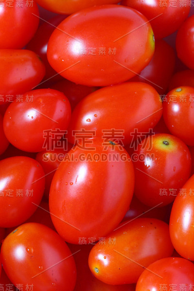 女王番茄