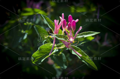 花光