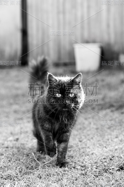 黑色的猫
