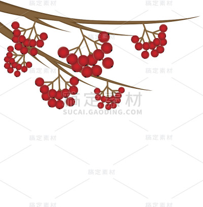 背景是野白蜡树浆果的树枝