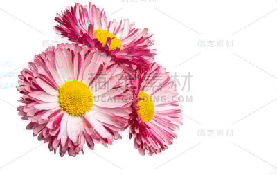 雏菊花孤立