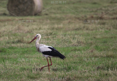 白色鹳