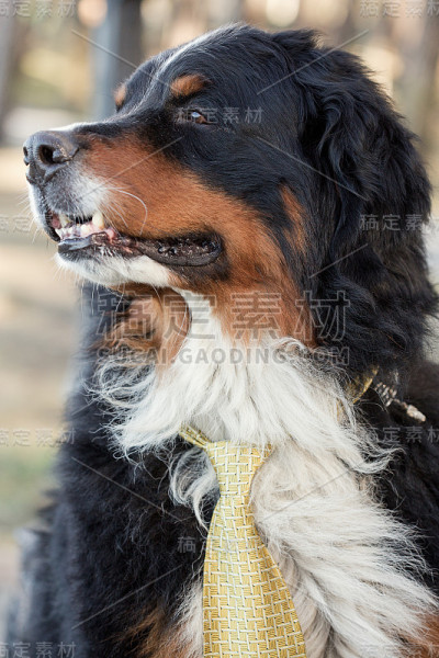 伯尔尼兹山犬