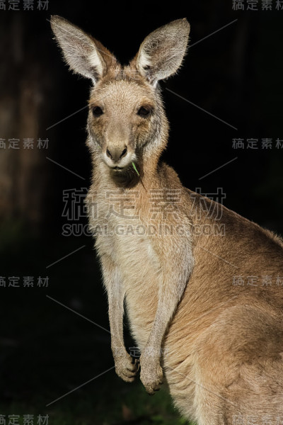 阳光下的漂亮脸蛋或鞭尾袋鼠，侧面