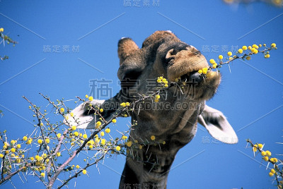 长颈鹿吃洋槐花