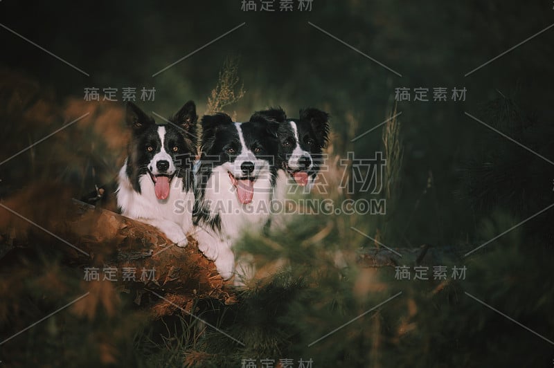 三个边境牧羊犬