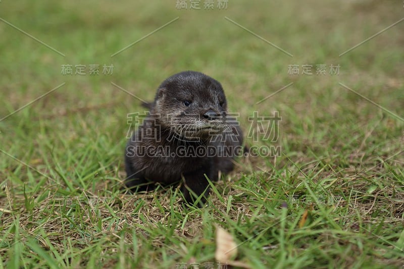 婴儿河水獭