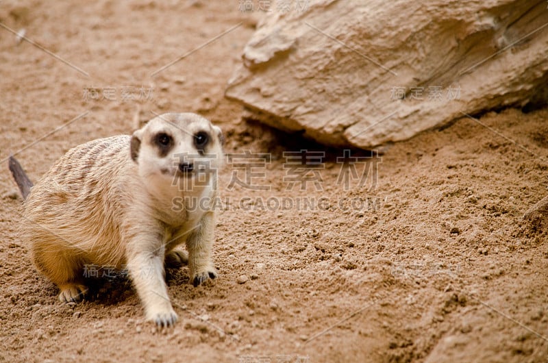 meerkest