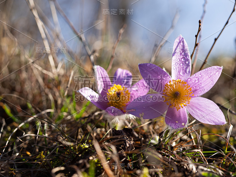 白头翁在早春开花