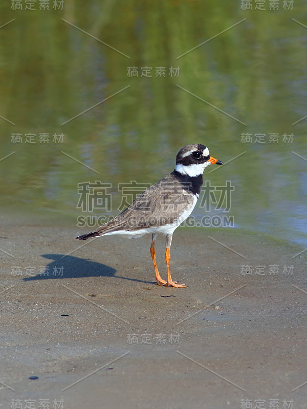 Charadrius hiaticula。站在沙滩上的环状鸻