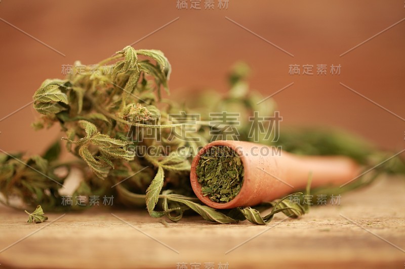 印度大麻