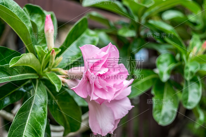 花(黑莓、黑斑百合、假杜鹃花、萨比星、捻毛或沙漠玫瑰)粉红色，自然美丽的花在花园里