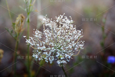 头状花序