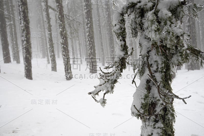 冬季森林景观与山覆盖在雪和松树