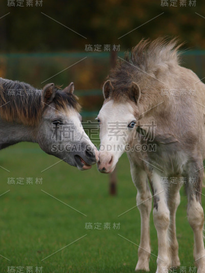 两个漂亮的小马驹