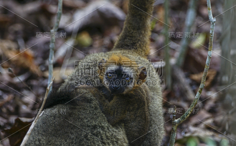 印度洋非洲马达加斯加岛的野生棕色狐猴