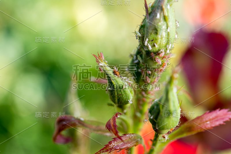 绿叶背景上的蚜虫特写细节