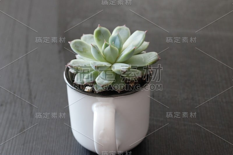 cute succulent in a coffee mug