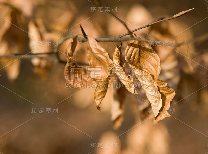 山毛榉的叶子