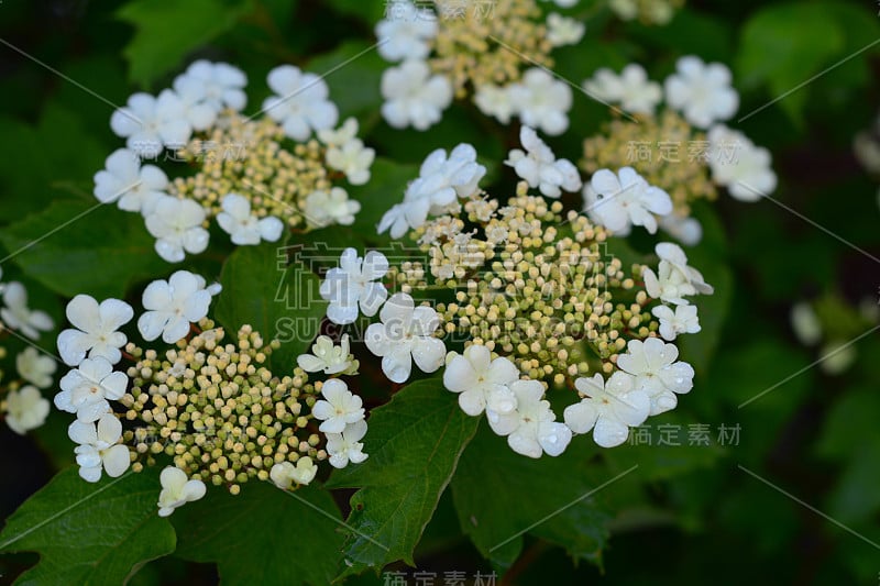 荚蒾三叶，或高灌木蔓越莓开花。三叶荚属的白花，开花，春季开花。