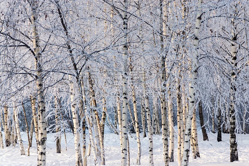 白桦树在冬天披上了白雪皑皑的霜