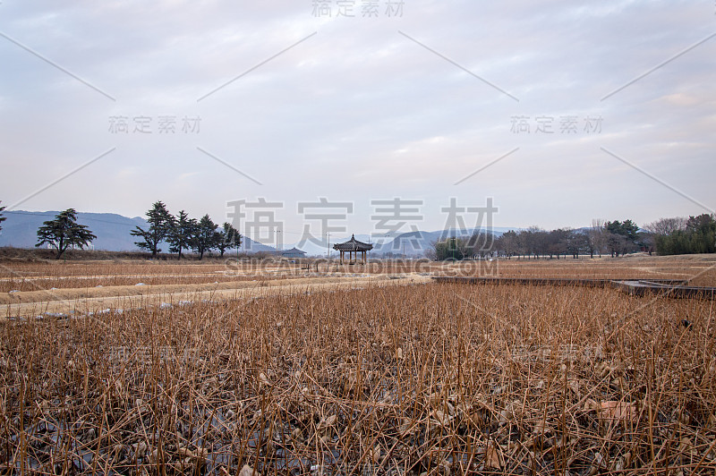 韩国庆州历史古城周围的荷花田