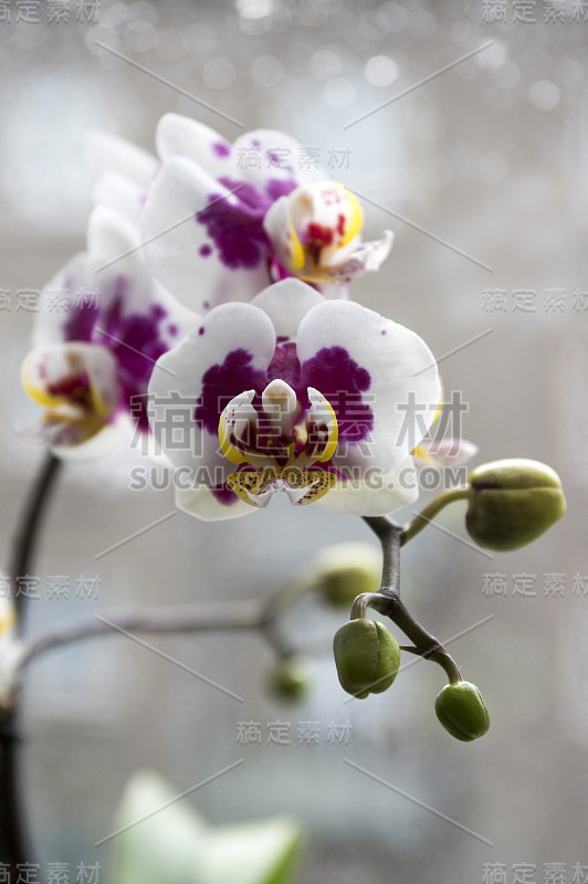 美丽的白色和粉红色兰花单花盛开的室内蝴蝶兰，点缀着淡黄色的花瓣