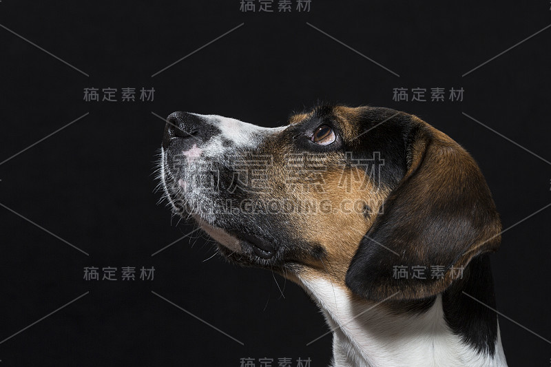 小猎犬的肖像