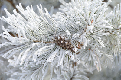 俄罗斯鄂木斯克地区，植物被雪覆盖