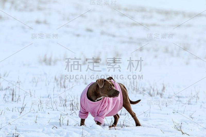 那只穿着粉红色运动衫的成年狗正在雪地上玩耍。