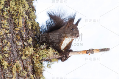 雪上的红松鼠
