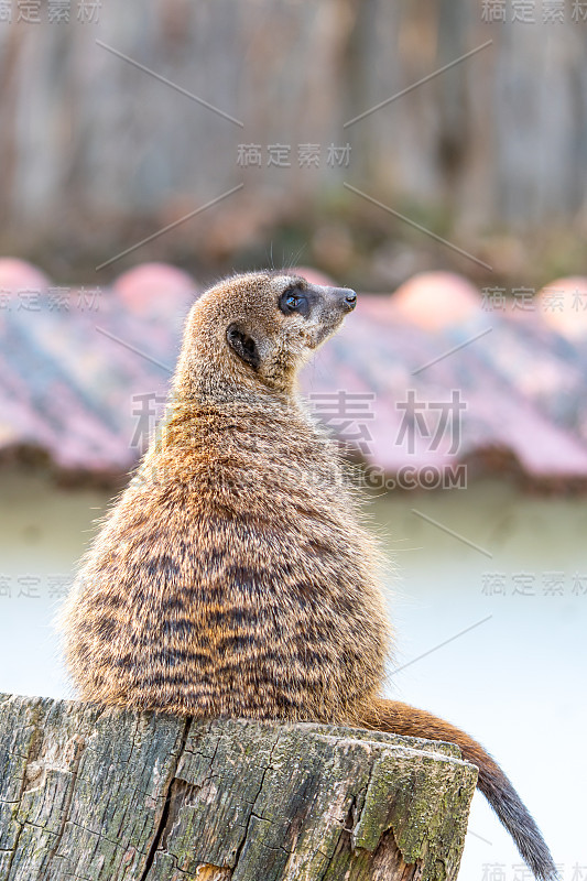 普通狐獴(Suricata suricatta)守卫在瞭望塔上。警惕的动物正站在树干上。自然生活在非