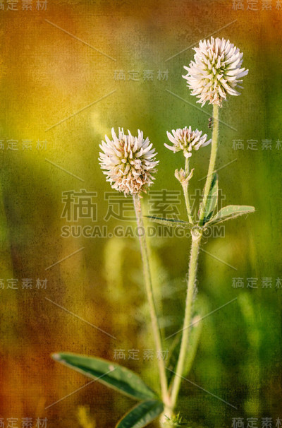 三叶草或白色三叶草