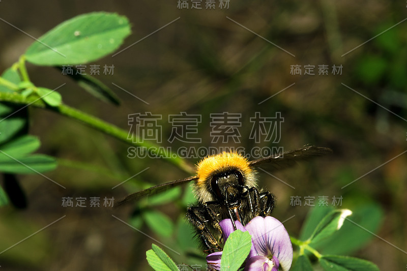 一只小黄蜂在一朵花后面抓住它的爪子喝着花蜜。宏。